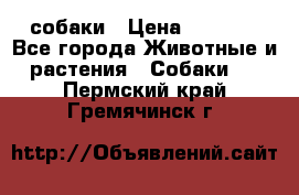 собаки › Цена ­ 2 500 - Все города Животные и растения » Собаки   . Пермский край,Гремячинск г.